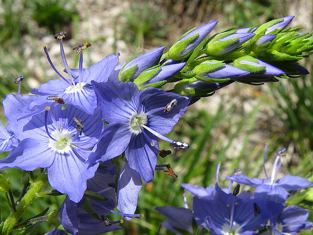 veronika hrdobarkovitá Veronica teucrium L.