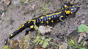 salamandra škvrnitá