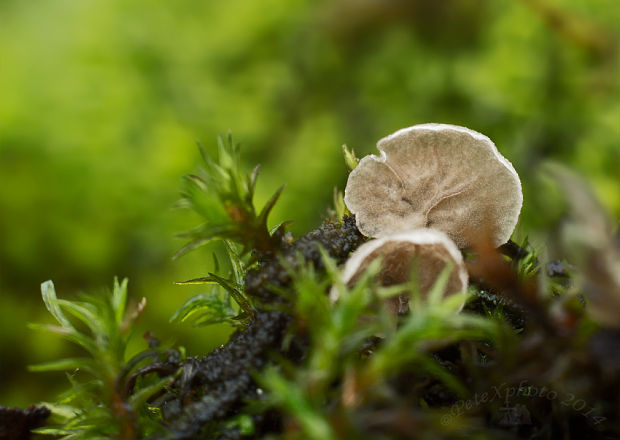 rebrovička Arrhenia sp.