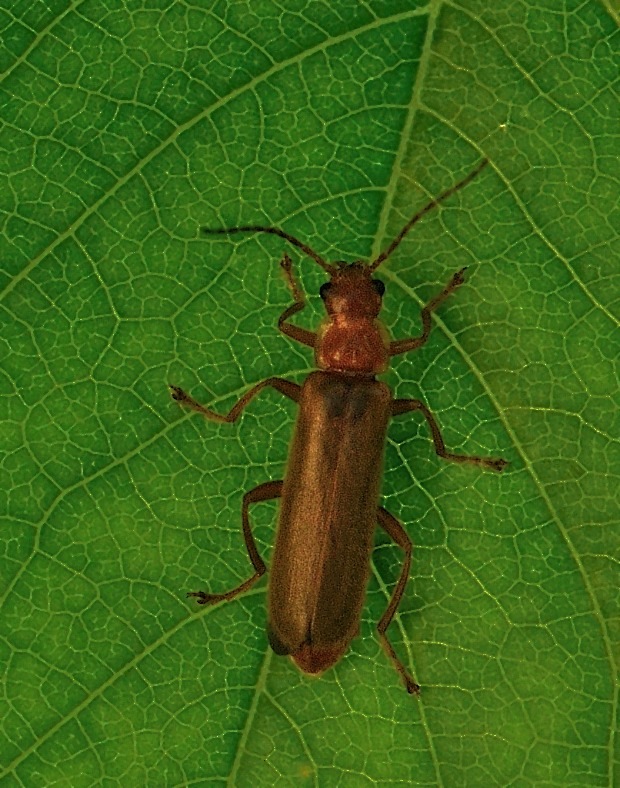 snehuľčík Cantharis rufa