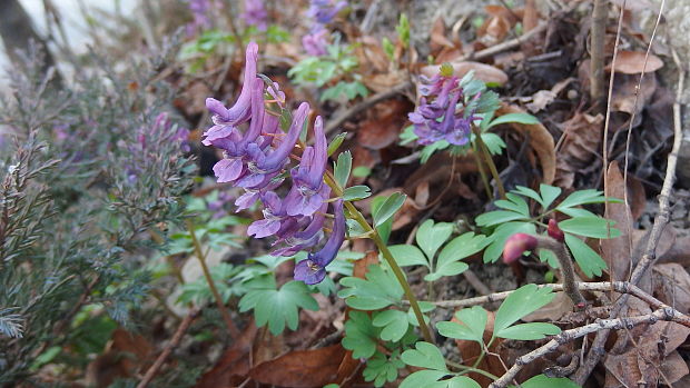 chochlačka plná Corydalis solida (L.) Clairv.