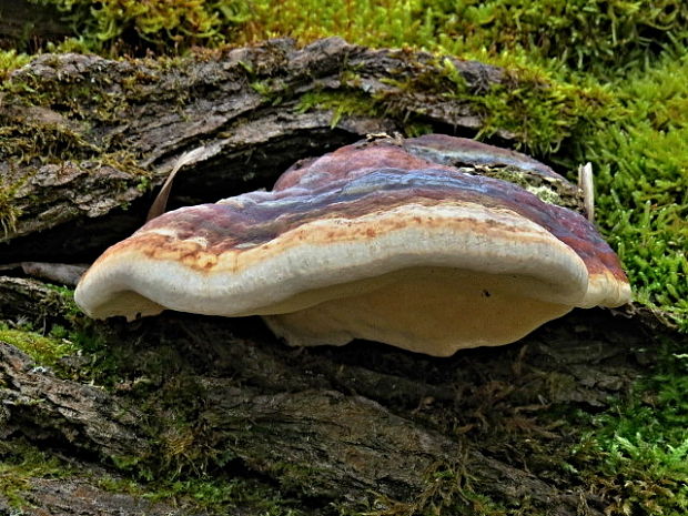 práchnovček pásikavý Fomitopsis pinicola (Sw.) P. Karst.