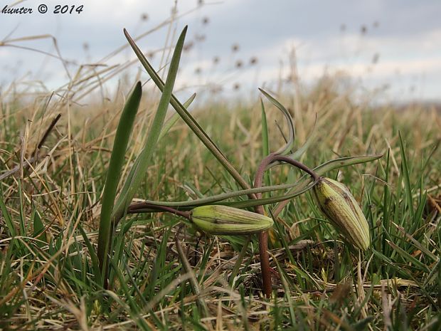 korunkovka strakatá Fritillaria meleagris L.