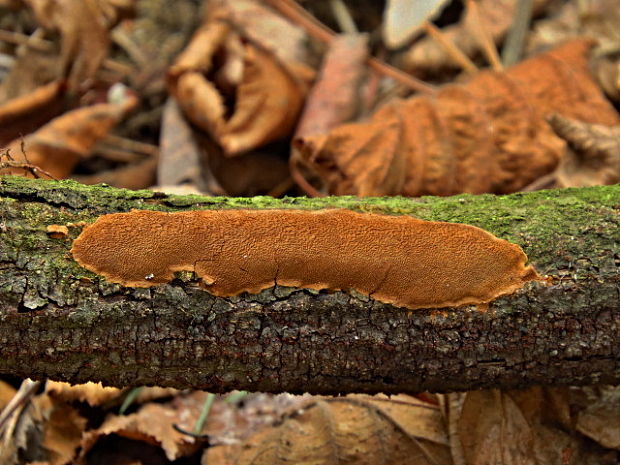 ohňovec hrdzavohnedý Fuscoporia ferruginosa (Schrad.) Murrill