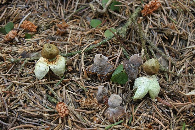 hviezdovka štvorcípová Geastrum quadrifidum DC. ex Pers.