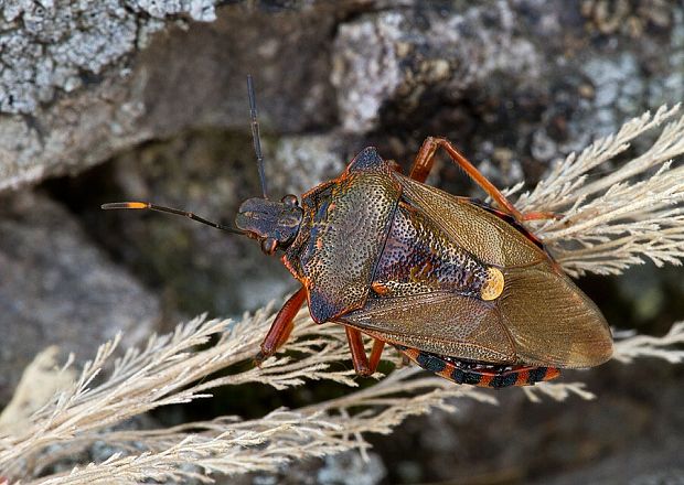 . Pinthaeus sanguinipes