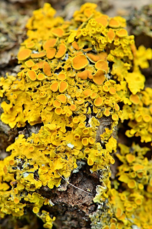 diskovník múrový Xanthoria parietina var. parietina