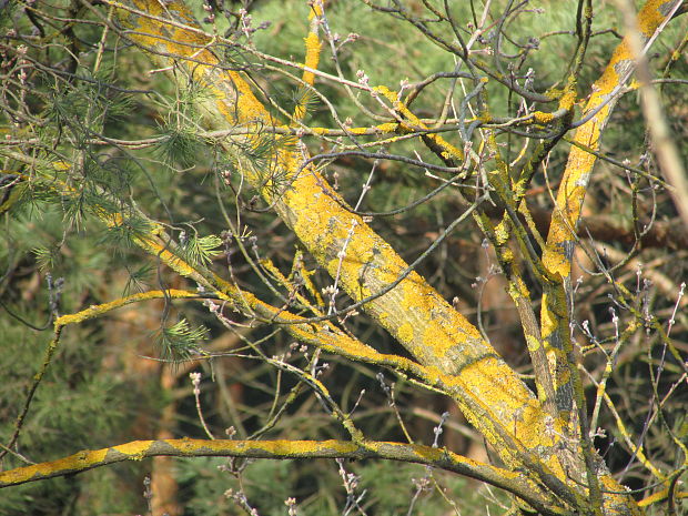 diskovník múrový Xanthoria parietina var. parietina