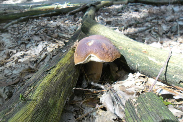 hríb smrekový Boletus edulis Bull.