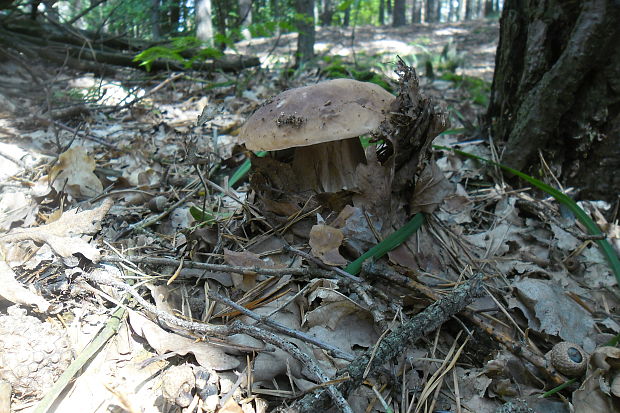 hríb smrekový Boletus edulis Bull.