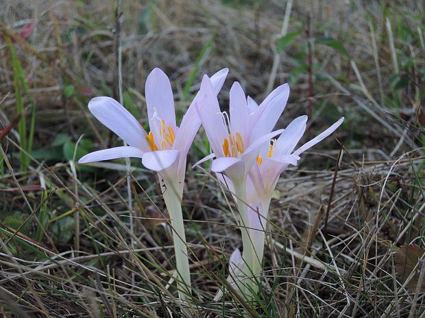 jesienka obyčajná Colchicum autumnale