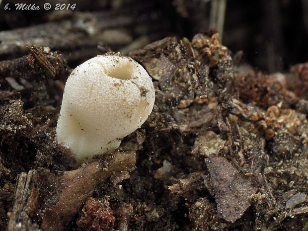 chriapač sosnový Helvella leucomelaena (Pers.) Nannf.