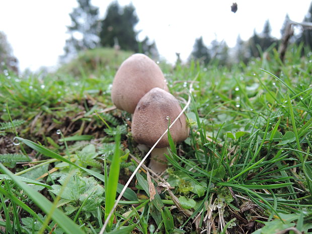 bedľa Macrolepiota sp.