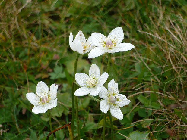 bielokvet močiarny Parnassia palustris L.