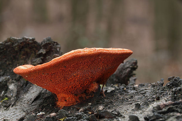 červenica rumelková Pycnoporus cinnabarinus (Jacq.) P. Karst.