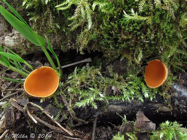 ohnivec rakúsky žltý Sarcoscypha austriaca var. lutea Ruini & Ruedl