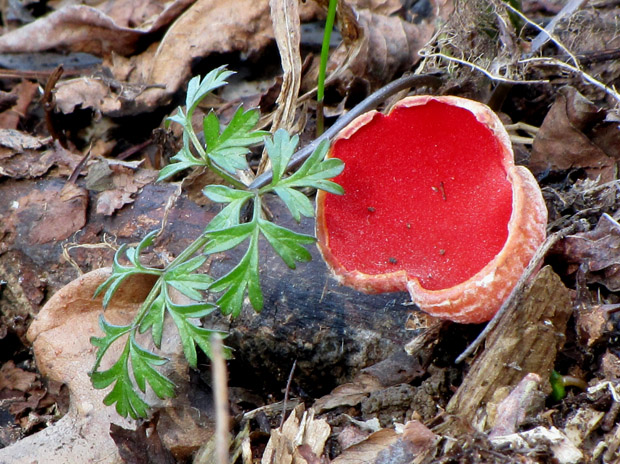 ohnivec Sarcoscypha sp.