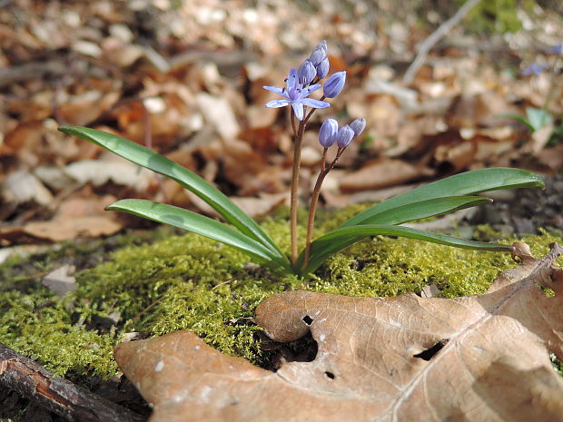 scila severná bukovská Scilla drunensis subsp. buekkensis (Speta) Kereszty