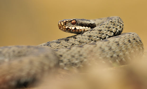 vretenica severná Vipera berus