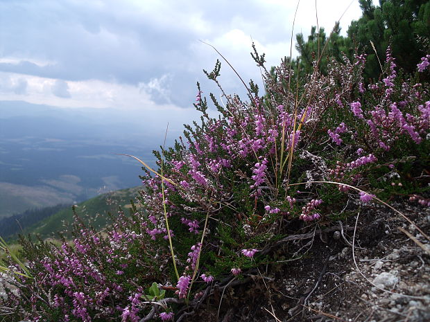 vres obyčajný Calluna vulgaris (L.) Hull