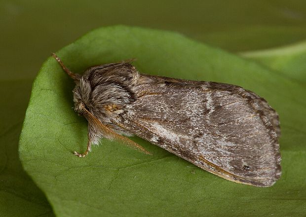 chochlatka dubová Drymonia ruficornis