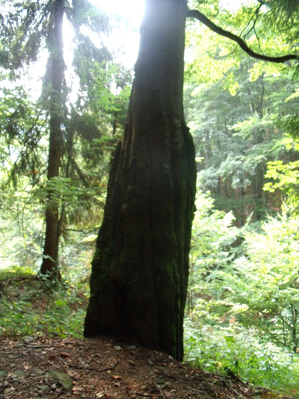 buk lesný Fagus sylvatica L.