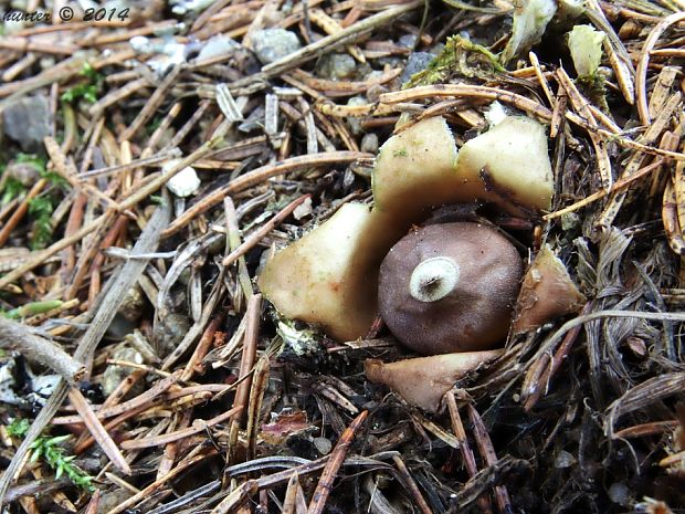 hviezdovka štvorcípová Geastrum quadrifidum DC. ex Pers.