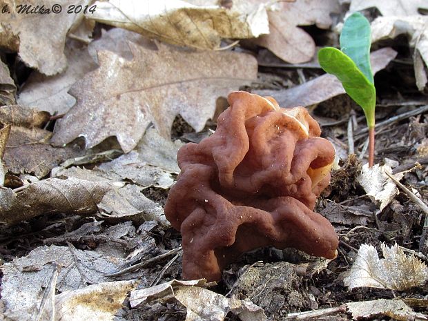 ušiak obrovský Gyromitra gigas (Krombh.) Cooke