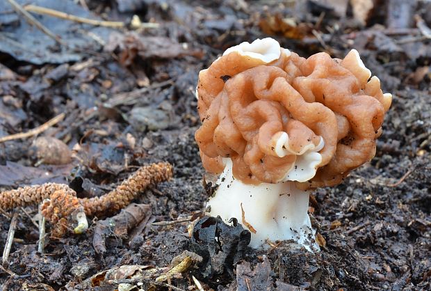 ušiak obrovský Gyromitra gigas (Krombh.) Cooke