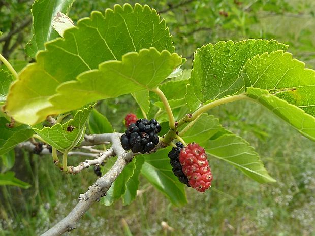 moruša čierna Morus nigra L.