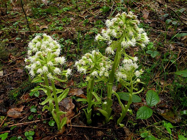 deväťsil biely Petasites albus (L.) P. Gaertn.