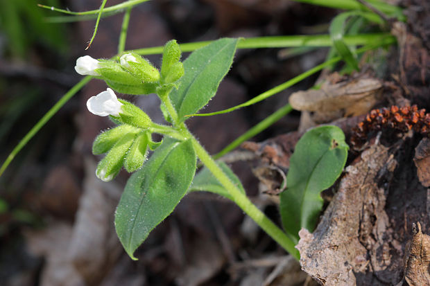 pľúcnik - albín? Pulmonaria officinalis L.