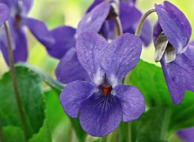 fialka voňavá Viola odorata L.