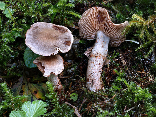 pavučinovec škvrnitý Cortinarius spilomeus (Fr.) Fr.