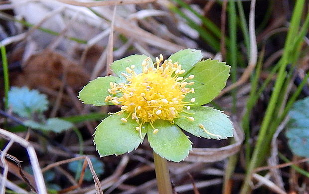 hviezdnatec čemericový Hacquetia epipactis (Scop.) DC.