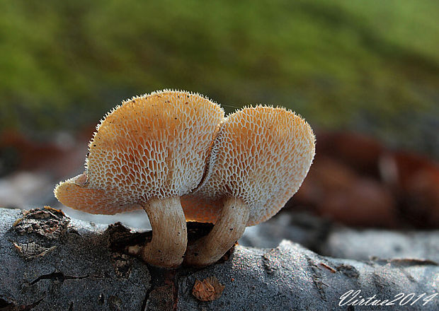 trúdnik zimný Lentinus brumalis (Pers.) Zmitr.