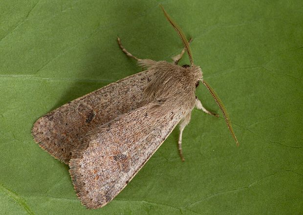 mora dubová Orthosia cruda