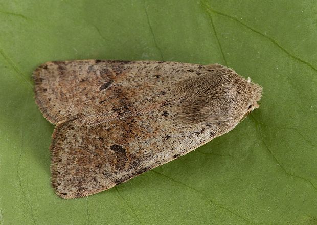 mora dubová Orthosia cruda