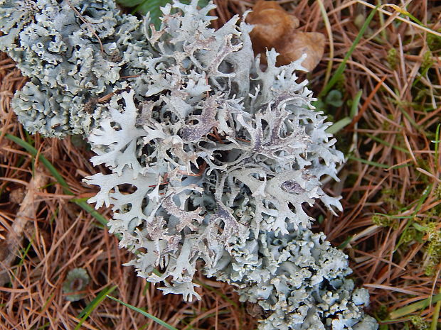 pakonárnik otrubový Pseudevernia furfuracea var. furfuracea (L.) Zopf