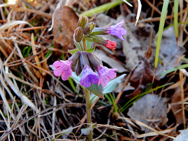 pľúcnik tmavý Pulmonaria obscura Dumort.