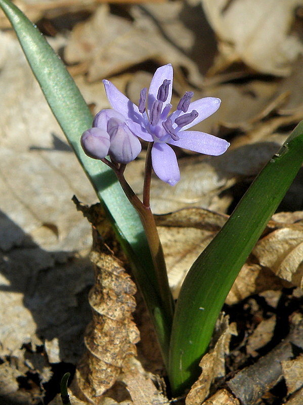 scila severná bukovská Scilla drunensis subsp. buekkensis (Speta) Kereszty