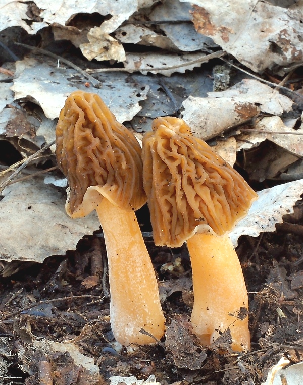 smrčkovec český Verpa bohemica (Krombh.) J. Schröt.