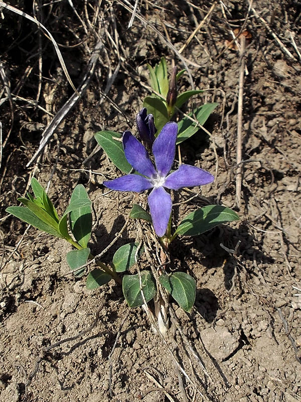 zimozeleň bylinná   Vinca herbacea  Waldst. et Kit.