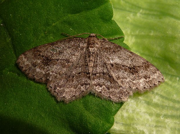 kôrovka orlíčková  Ectropis crepuscularia