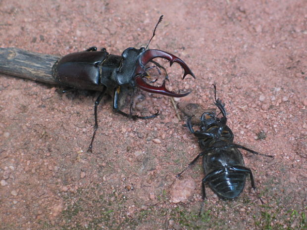 roháč veľký Lucanus cervus