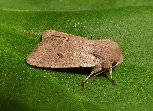 mora dubová  Orthosia cruda