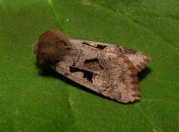 mora ovocná  Orthosia gothica