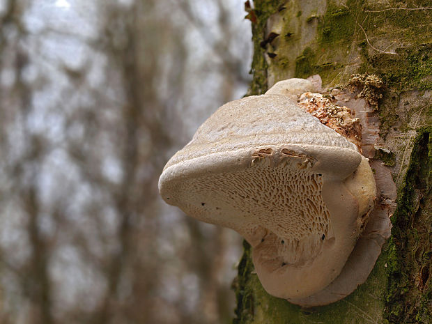 trúdnikovec voňavý Trametes suaveolens (L.) Fr.