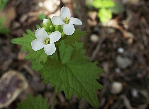 cesnačka lekárska Alliaria petiolata (M. Bieb.) Cavara et Grande