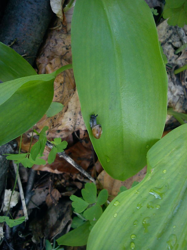 cesnak medvedí Allium ursinum L.